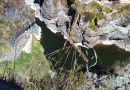 ESPECIALISTAS DE CULTURA CUSCO SE DESPLAZAN AL DISTRITO DE QUEHUE  PARA EVALUAR DAÑOS TRAS DESPRENDIMIENTO DEL PUENTE Q’ESWACHAKA