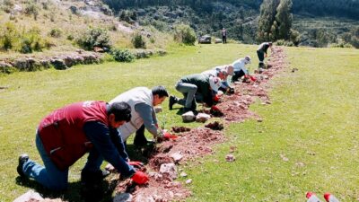 Dirección de Cultura de Cusco impulsa la conservación del Qhapaq Ñan en el Antisuyu mediante la instalación de cercos vivos con especies nativas.